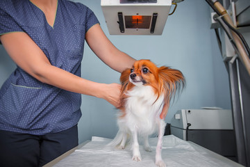 Dog receiving an x-ray at a veterinary clinic. Doctor examining dog in x-ray room.