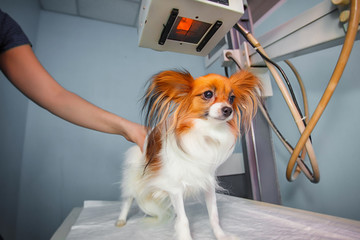 Dog receiving an x-ray at a veterinary clinic. Doctor examining dog in x-ray room.