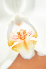 White orchids on sun light, the green bud, a new flower, a butterfly, macro, Phalaenopsis, Doritis,...
