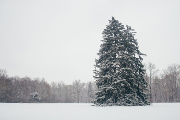 winter landscape with firs fantastic nature morning