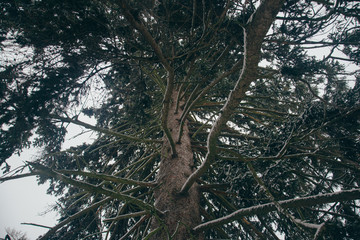 winter landscape with firs fantastic nature morning