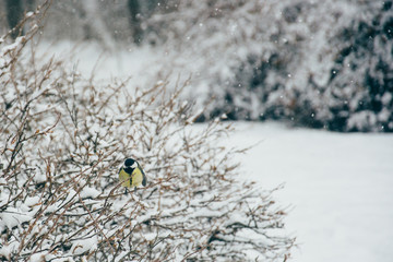 Great tit Parus major sits on the tip of a thin branch, its beak is covered with snow.