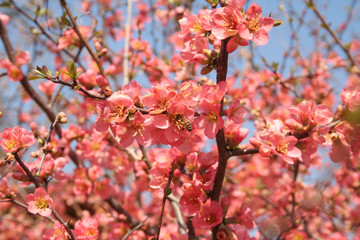 Honey bee collecting pollen on a Cydonia japonica pink flower in springtime. Honey bee on japanese quince bush