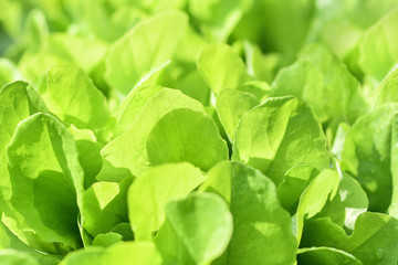 Green salad leaves background. Fresh green salad in the garden