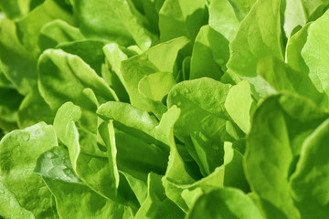 Green salad leaves background. Fresh green salad in the garden
