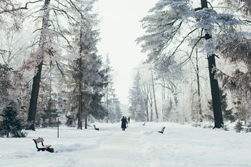 winter landscape with firs fantastic nature morning