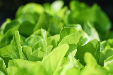 Green salad leaves background. Macro photography