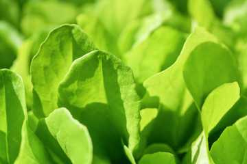 Green salad leaves background. Macro photography.