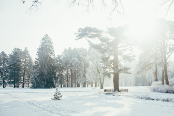 winter landscape with firs fantastic nature morning