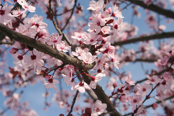 Pink Cherry flowers on branch against blue sky . Springtime Easter background