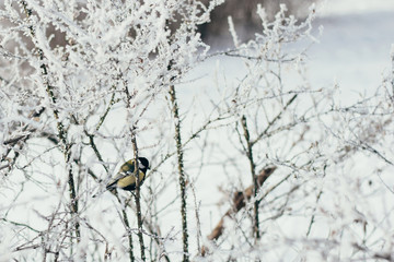 Great tit Parus major sits on the tip of a thin branch, its beak is covered with snow.