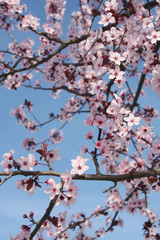 Pink Cherry flowers on branch against blue sky . Springtime Easter background