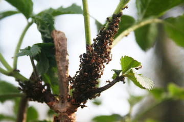 Group of ants on a plant with selective focus
