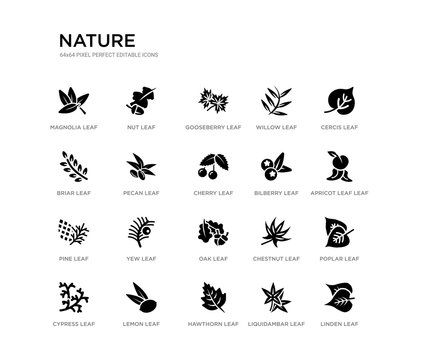 set of 20 black filled vector icons such as linden leaf, poplar leaf, apricot leaf cercis liquidambar hawthorn briar willow gooseberry nut nature black icons collection. editable pixel perfect