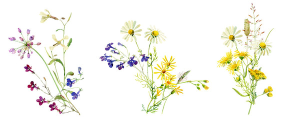 Obraz na płótnie Canvas Watercolor multicolored bouquets of wild flowers