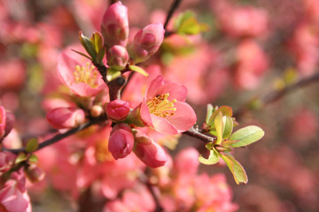 Fototapeta na wymiar Cydonia or Chaenomeles japonica bush withl pink flowers. Japanese quince in bloom.