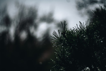 Rainy mood with a needle tree in the foreground