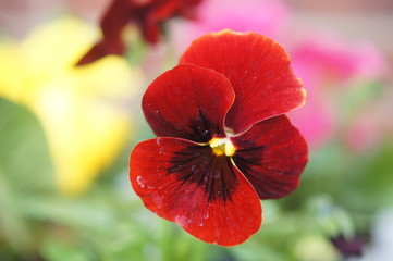 pansy