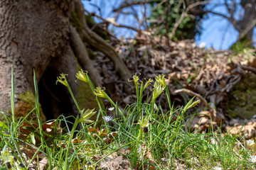 Naklejka na ściany i meble The wild iris (Iris tuberosa) with yellow flowers grows in its natural habitat.
