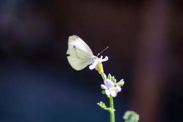 Beautiful pink flower and fluttering butterfly