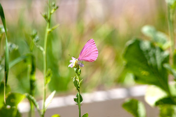 Beautiful pink flower and fluttering butterfly