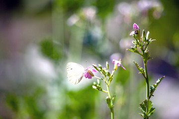 Beautiful pink flower and fluttering butterfly