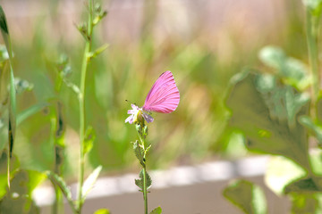 Beautiful pink flower and fluttering butterfly