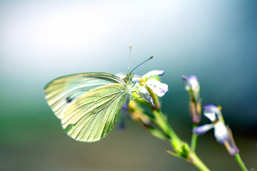 Beautiful pink flower and fluttering butterfly