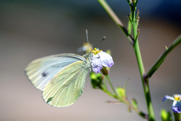 Beautiful pink flower and fluttering butterfly