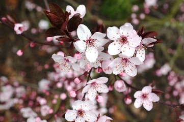 cherry,flower, blossom, spring, tree, pink, nature, bloom, plant, branch, beauty, flowers, white, cherry, apple, garden, blooming, green, season, petal, beautiful, floral, 