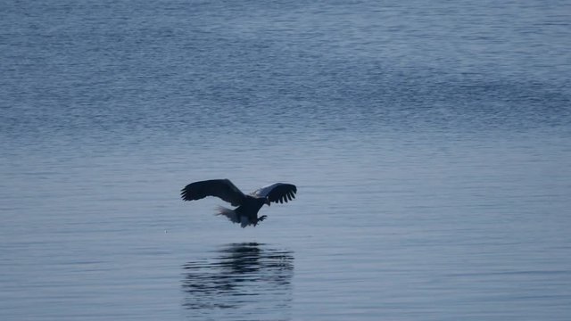 White-shouldered hunting over the ocean