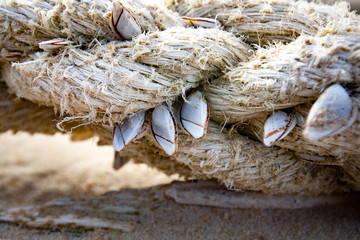 Muscheln Sanddorn Marine Sei