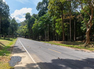 local concrete road with forest at Phatthalung, Thailand