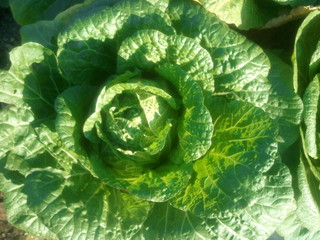 cabage