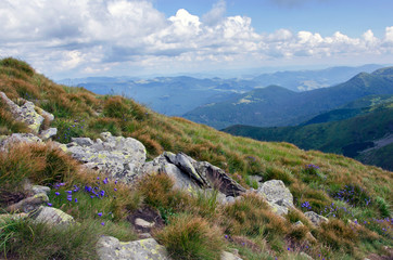Flowers and stones on a mountain slope