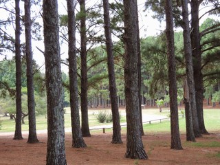 Obraz premium bosque 4