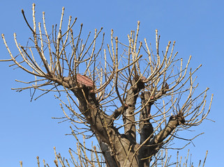 Tree branches in spring time