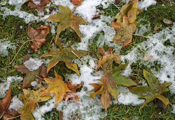 Yellow tree leaves in the snow