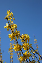 forstizia