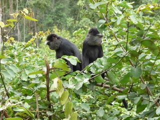 Monkeys in África