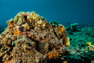 Coral reefs and water plants in the Red Sea, Eilat Israel