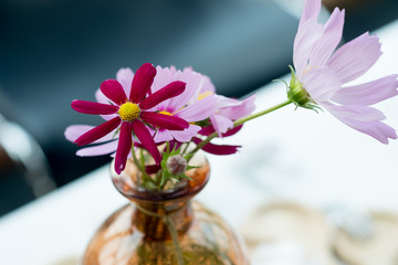 A flower in bottle jar