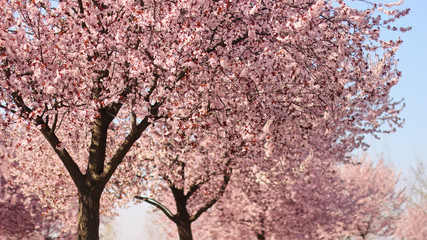 Ornamental plum flowers