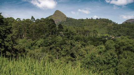 landscape with trees and mountains
