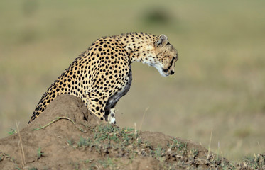 Thoughtful cheetah
