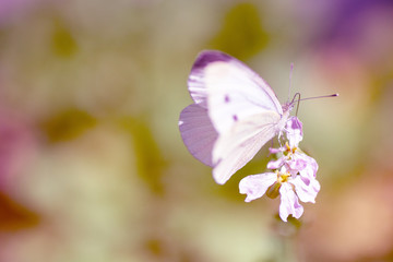 Beautiful pink flower and fluttering butterfly