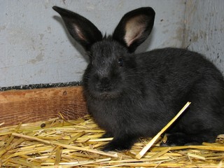 Kaninchen