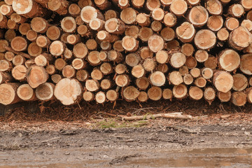 Timber logging in pine forest. Wooden Logs. Trunks of trees stacked close-up.