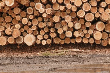Möbelaufkleber Timber logging in pine forest. Wooden Logs. Trunks of trees stacked close-up. © belgraf