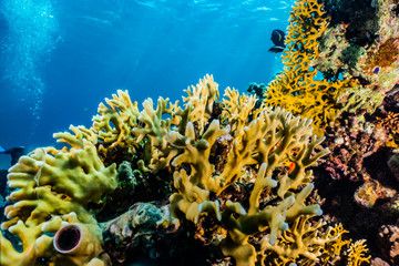 Coral reefs and water plants in the Red Sea, Eilat Israel